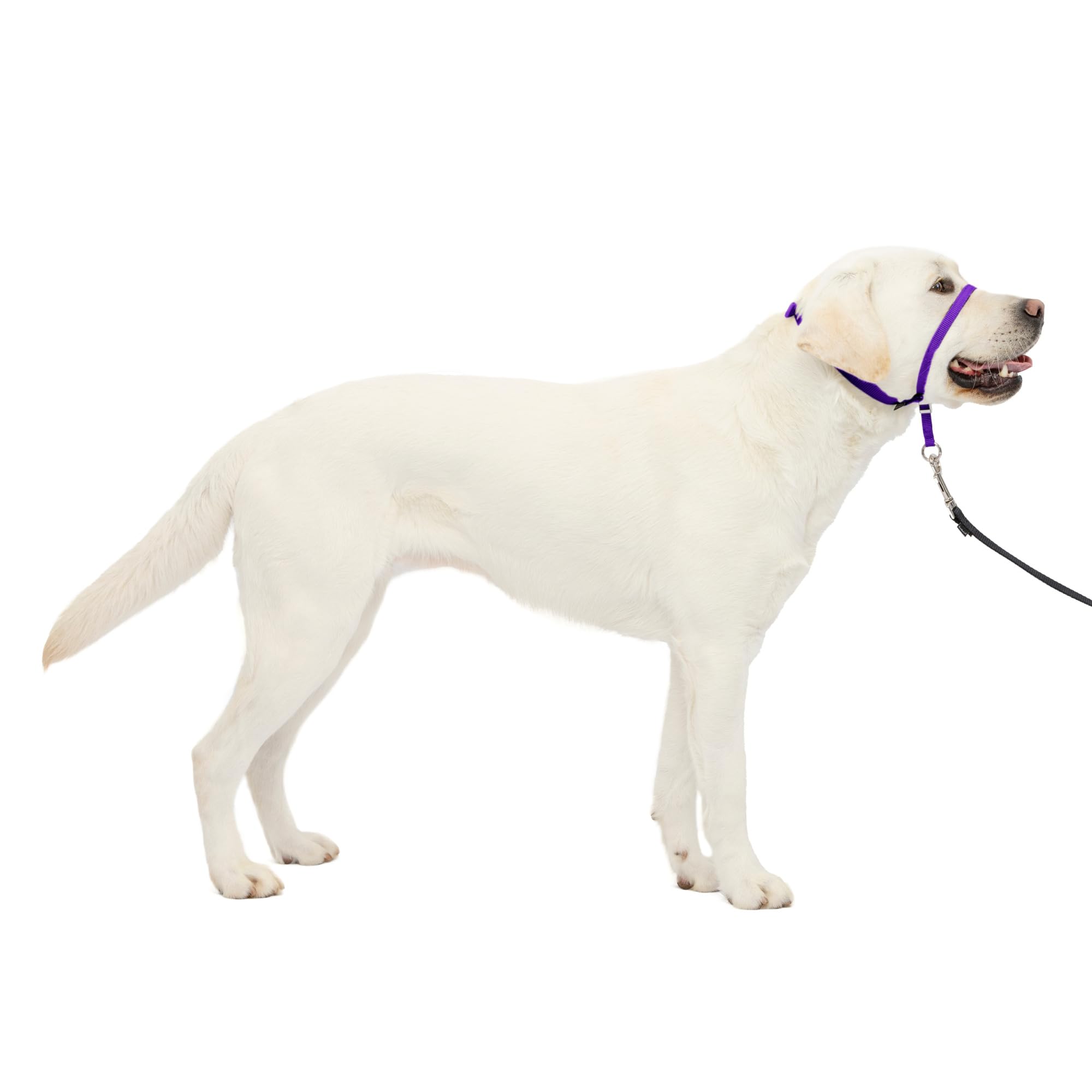 PetSafe Gentle Leader Headcollar, No-Pull Dog Collar – Perfect for Leash & Harness Training – Stops Pets from Pulling and Choking on Walks – Large, Deep Purple