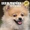 Livro Coleção Raças: : Vol: 07 - LULU DA POMERÂNIA (Coleção Raças - Cães)