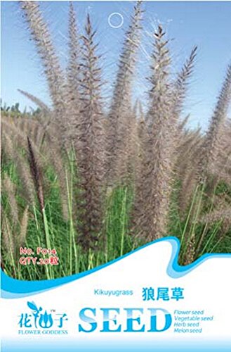 kikuyu dwarf lawn grass seeds