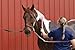 Oster 827583 Equine Care Series Sweat Scraper Pink