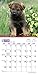 German Shepherd Puppies 2015 Mini 7x7 (Multilingual Edition)