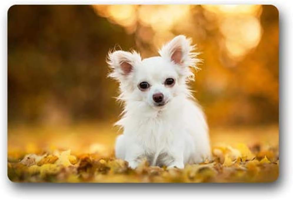 orange and white chihuahua