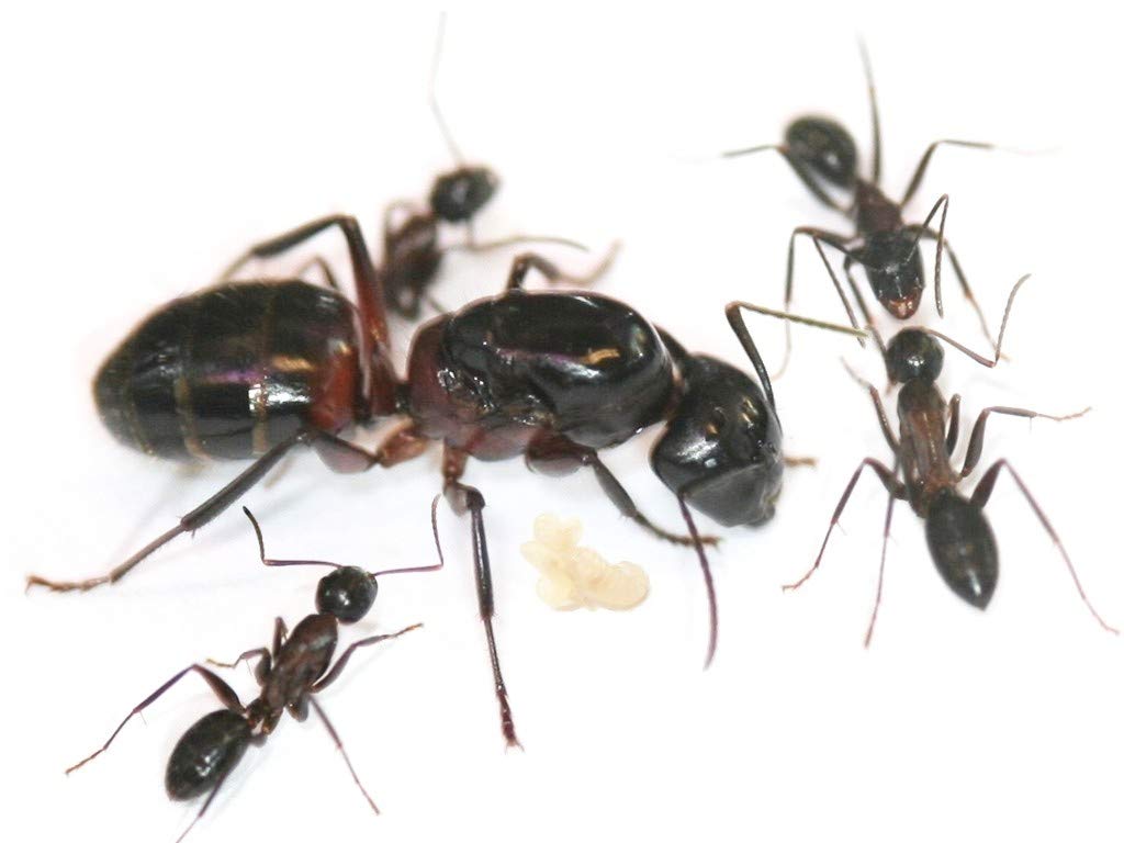 Antsrus Camponotus ligniperda Queen ant with eggs/brood (starter pack
