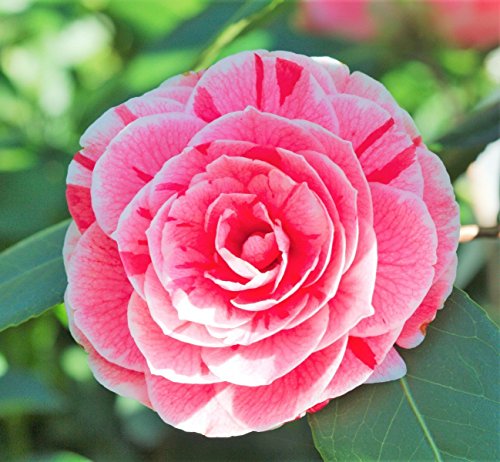 Dads pink camellia japonica - live plant - quart pot