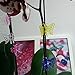 KINGLAKE 40 Pcs Orchid Clips Butterfly Orchid Support Clips,Garden Plant Support Clips Cute Flower Clips