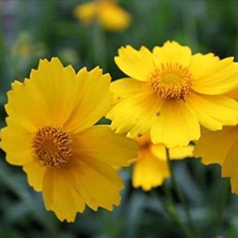 Livraison Gratuite 50 Marguerite Jaune Jaune Cineraria