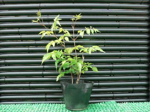 Amazon ノウゼンカズラ 赤花 夏に咲くラッパ形した可愛い花を咲かせる Diy 工具 ガーデン