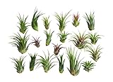 20 pc Air Plant Ionantha Tillandsia Lot - Wholesale Tillandsias - Great for Terrarium Kit, House Plants