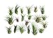 20 pc Air Plant Ionantha Tillandsia Lot - Wholesale Tillandsias - Live Tropical House Plants for Terrariums, Home Decor, Fairy Gardens primary