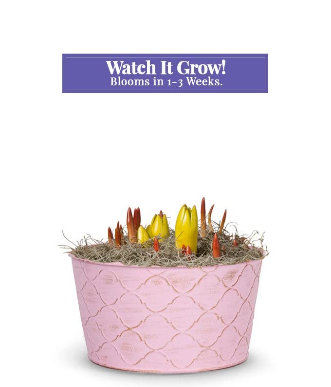 From You Flowers Fuchsia Favorite Bulb Garden - Purple Tulips, Pink Hyacinth & Blue Muscari Blooming Gift in Pink Tin