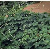 Hinterland Trading Beer Hops 20 Seeds- Humulus Lupulus - Exotic!