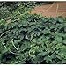 Hinterland Trading Beer Hops 20 Seeds- Humulus Lupulus - Exotic!
