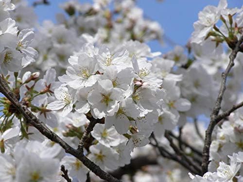 Heirloom Organic Yoshino Cherry Tree 80 Seeds
