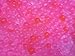 JellyBeadZ Brand 8oz -Almost 15,000 Water Bead Gel - BRIGHT PINK- Heat Sealed Bag- Water Pearls Gel Beads- Wedding & Event Centerpieces - Bright Pink