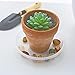 TRUEDAYS 6/8/10 Inch 15 Pack Plastic Plant Saucers, Durable Thicker Round Clear Flower Plant Trays for Recycle Outdoor Indoor Usethumb 4
