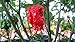 Carolina Reaper Pepper Plants Super Combo!