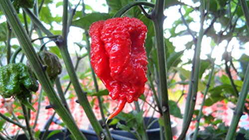 Carolina Reaper Pepper Plants Super Combo! Carolina Reaper Pepper Plants Super Combo!