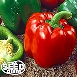 Keystone Resistant Sweet Bell Pepper Seeds 150 SEEDS NON-GMO