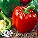 Keystone Resistant Sweet Bell Pepper Seeds 150 SEEDS NON-GMO primary
