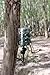 Bushnell Tree Bracket Trophy Cam Black Deluxe