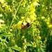 Yellow Sweet Clover Seed: Nitro-Coated, Inoculated - 10 LBS