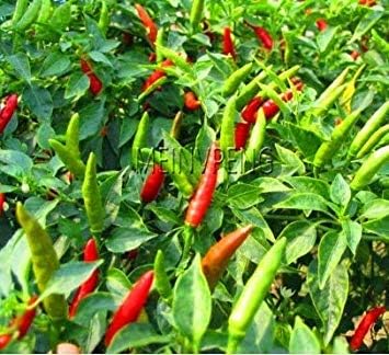 Amazon Co Jp 発芽seeds タイ日 ホット チリ ペッパーピーマン ミニ唐辛子の種 種子 ホーム キッチン