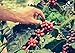 Alto Grande Super Premium Coffee Beans, Medium Dark Roast, Single Origin, Puerto Rico Arabica, Whole Bean, 2 Pound (Pack of 1)