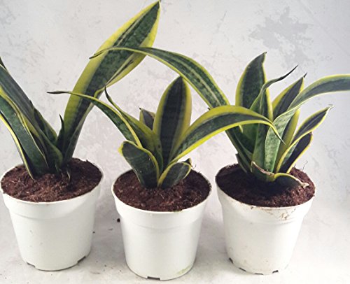 1 Superba+Robusta+Snake+Plant+Sanseveria