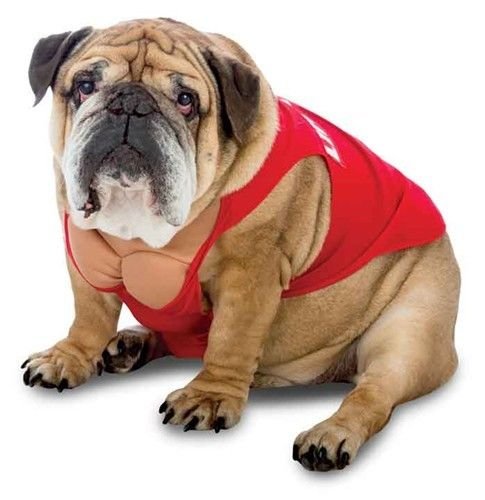 Zelda Life Guard Dog Costume