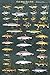 Picture Peddler Fresh Water Game Fish of North America Laminated Educational Reference Chart Print Poster 24x36
