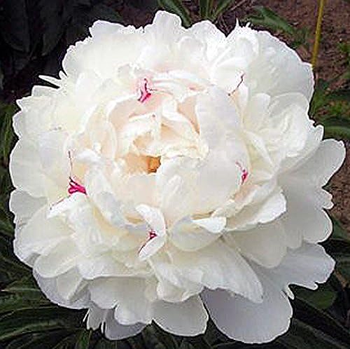 2 Festiva Maxima Double White Peony Root Bulbs