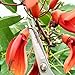 2CR13 Stainless Steel Garden Shears Farmer Florist Garden Plant Pruning secateurs Used for Garden Picking of Fruits and Vegetables, Florist Pruning Plants, Pink Two Packagesthumb 1