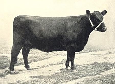 Dora De Vache Galloway Durhamhill H Comme Show Prizewinner 1895 7 Print 1912 Amazon Fr Cuisine Maison