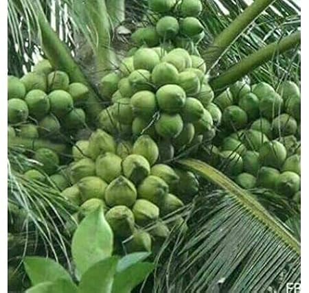 Green Paradise Dwarf Variety Green Coconut Live Plant