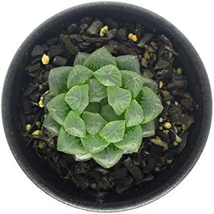 Amazon 多肉植物 ハオルチア 雫石 2 5号鉢 ハオルシア Haworthia Obtusa 鉢