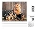 Just Yorkies 2019 Box Calendar (Dog Breed Calendar)
