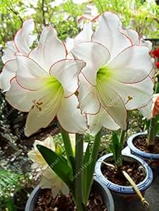 Es cierto Amaryllis Bulbos de la planta de jardín Hippeastrum Bulbos