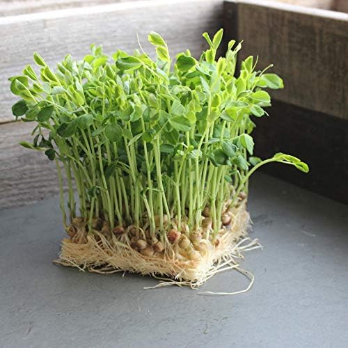 DUN Pea Sprouting Seeds-Sweet Pea -MICROGREENS-Sprouts-Garden-Food Storage 5 lb Can