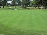 Penncross Bentgrass Seed - 5 Lbs.