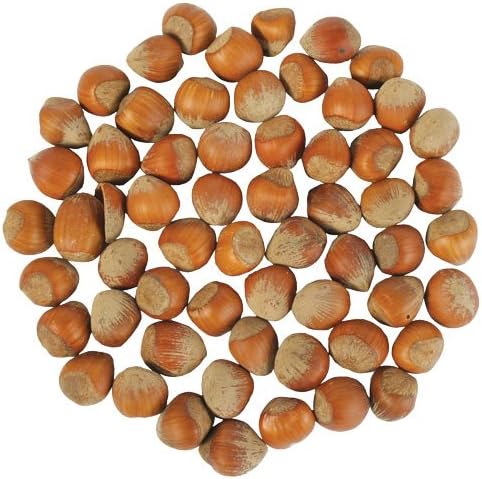 In Shell Filbert Nuts Treat 1 Lb