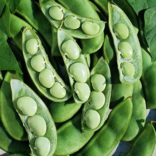 David's Garden Seeds Bean Lima Fordhook 242 D49A (Green) 25 Heirloom Seeds