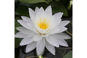 CHALILY Perry's Double White Live Perennial Water Lily Perfect Pond Plant Pre Grown Bare Root Waterlily Outdoor Koi Pond or Container Ponds Lillies pregrown Lilly pad