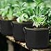 jecengs Non-Woven Plant Grow Bags, High-Intensity Transplanting Seedling Pot with Handle Black (10, 2Gallon(8.7″x7.9″))thumb 2