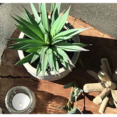 Kurrajong Farmhouse 8" x 4.5" Artificial Plant in Pot | Beautiful Faux Plant for Bedroom Decor | Fake Plant for Shelf Decor | Realistic Faux Succulent for Desk Decor | Artificial Succulent Plant 51yAW3UW7mL