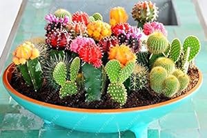 100 pcs Mix Cactus Seeds Rare Succulents Plant for Home Garden Decoration