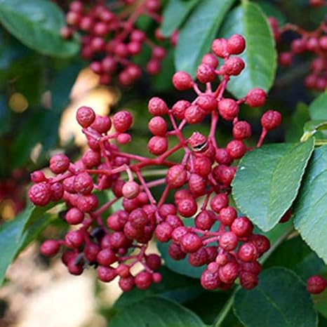 Pianta Di Pepe Sichuan Zanthoxylum Simulans Amazon It Giardino E Giardinaggio