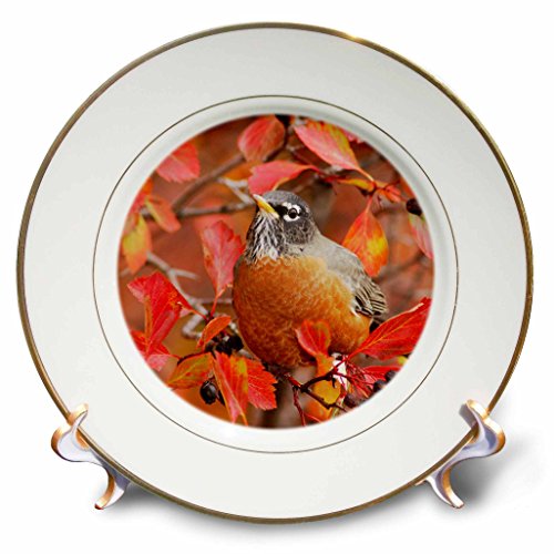 3dRose cp_84393_1 American Robin, bird, Grand Teton NP, Wyoming - NA02 RNU0340 - Rolf Nussbaumer - Porcelain Plate, 8-Inch