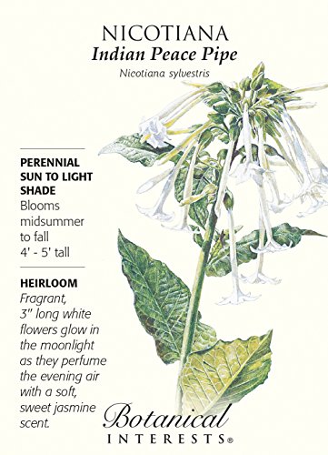 Nicotiana Seeds Indian Peace Pipe Heirloom Seeds 300 Seeds Nicotiana Seeds Indian Peace Pipe Heirloom Seeds 300 Seeds