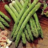 Jersey Knight Asparagus Plants Crowns Roots Bare Root Garden 25 Ea All Male