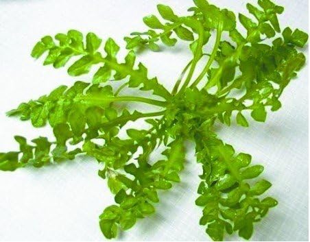 SD0346 Green Shepherd's Purse Vegetable Seeds, New Live High Yielding Vegetable Seeds, 60-Days Money Back Guarantee (105 Seeds)